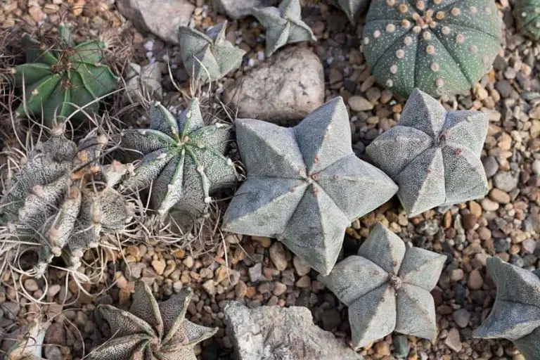 111 Types of Astrophytum Cacti [With Pictures]