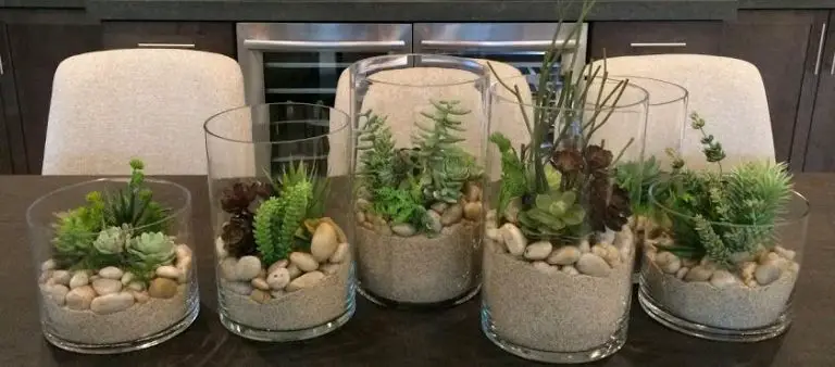 Can Succulents Survive Without Soil