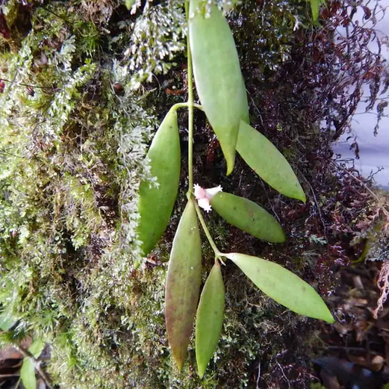 16 Types of Dischidia Succulents [With Pictures]