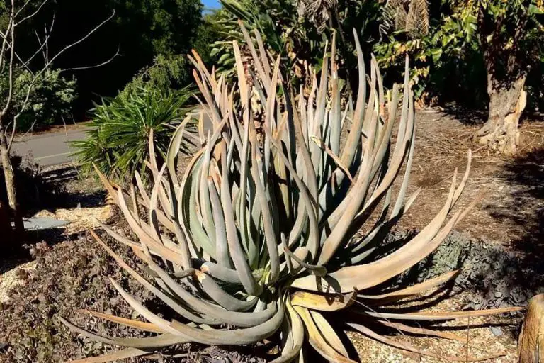 Aloe Suzannae: Care And Propagation Guide