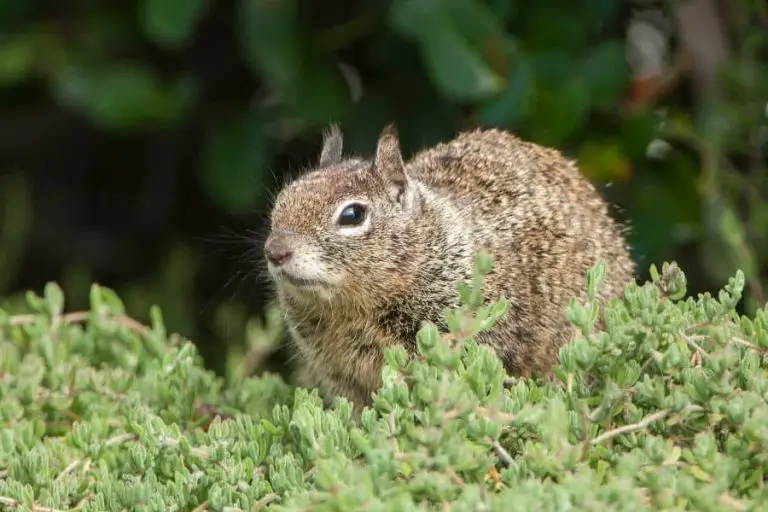 6 Tips How to Prevent Squirrels from Your Succulent Garden