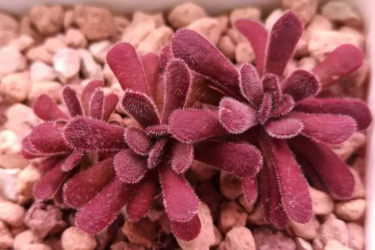 Crassula Pubescens: Care And Propagation Guide