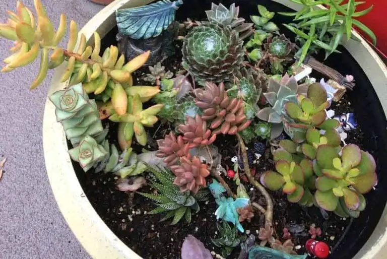 What is Succulent Propagation My Success Stories