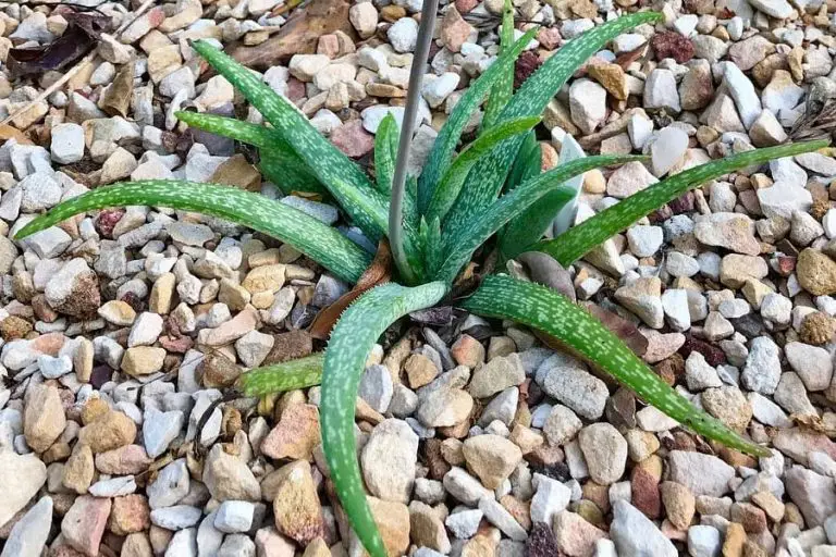 Aloe Ellenbeckii: Care And Propagation Guide