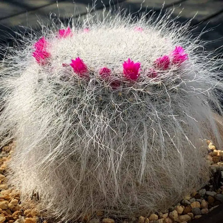Mammillaria Hahniana: Care And Propagation Guide
