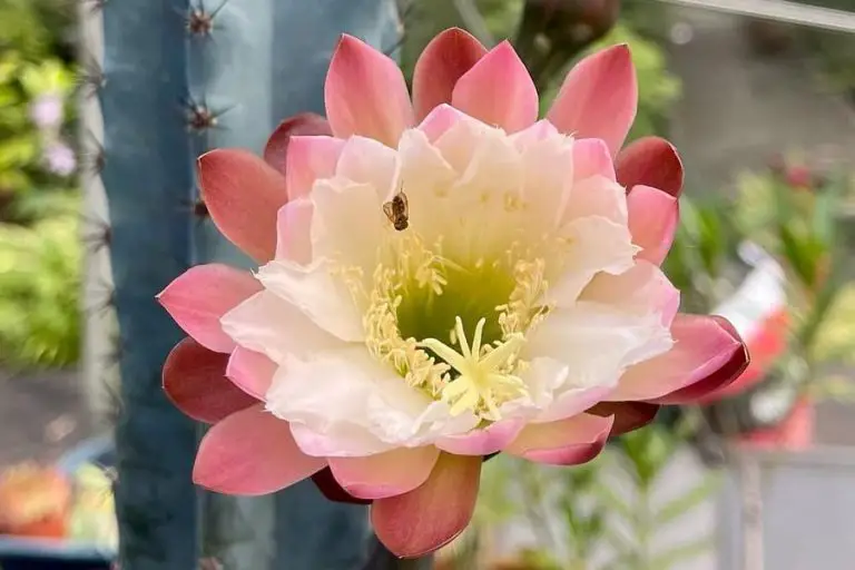 Cereus Aethiops: Care And Propagation Guide